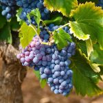 vini biologici